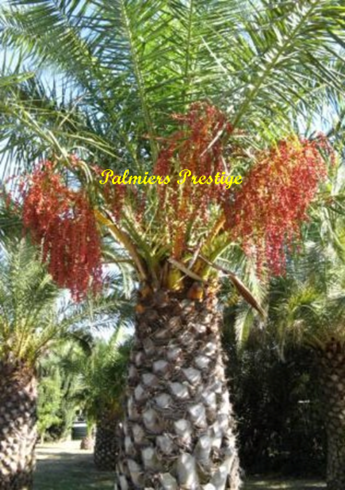 Phoenix canariensis à fruits rouges