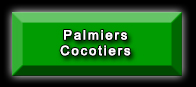 Palmiers Cocotiers