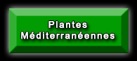 Plantes méditerranéennes rares jusqu'à -15°C