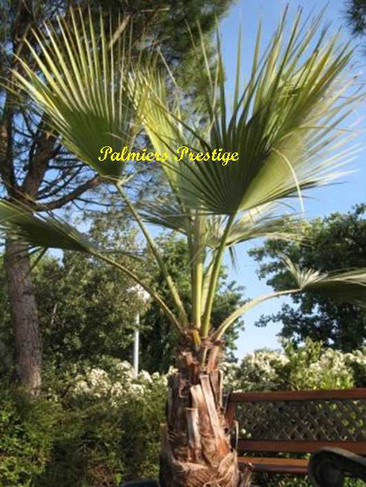 Palmiers Prestige vous propose des Brahea armata de 1,60 m en vente