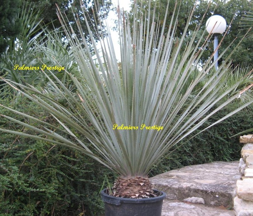 Dasylirion glaucophyllum +/- 90 cm, sujet exceptionnel, Réf DG090