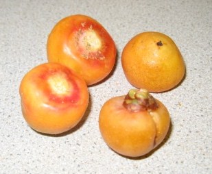 Fruits Butia capitata