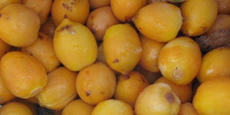 Fruits Butia Yatay