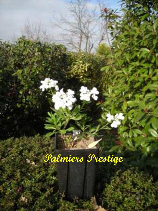 Iberis semperflorens, floraison blanche hivernale