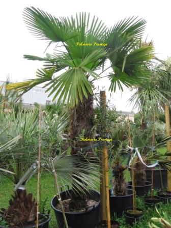 Trachycarpus wagnerianus en vente