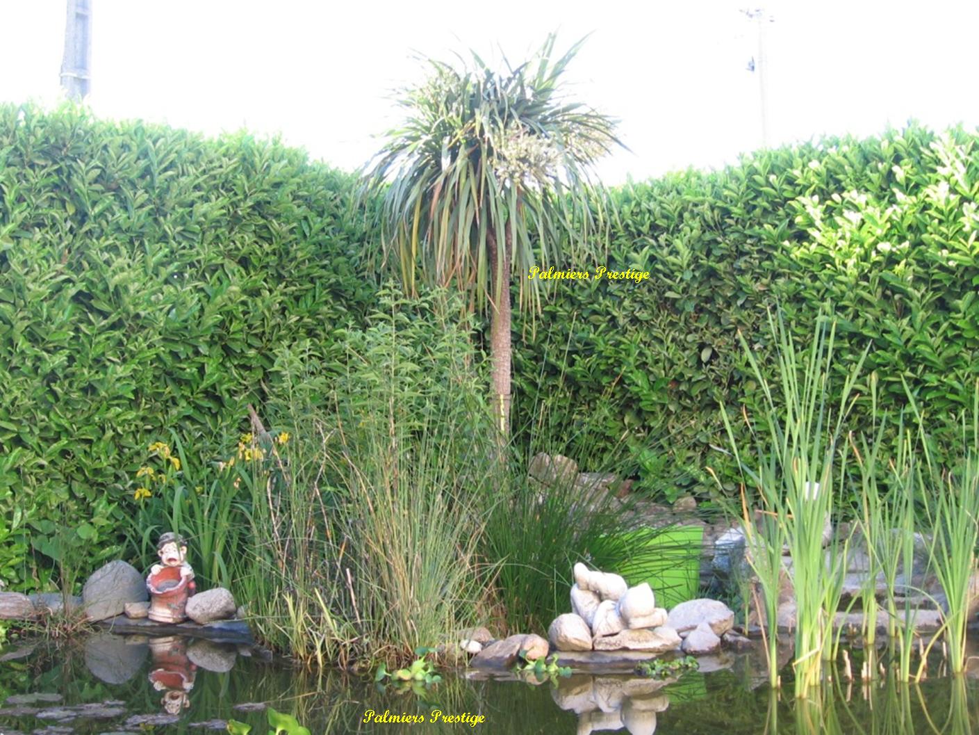 Exemple d'une cordyline de 2.70 m, plantée dans le jardin de l'un de nos clients
