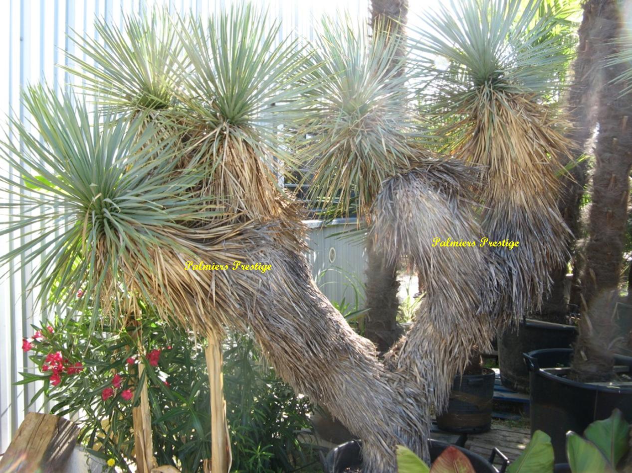Yucca thompsoniana à 6 têtes, sujet centenaire