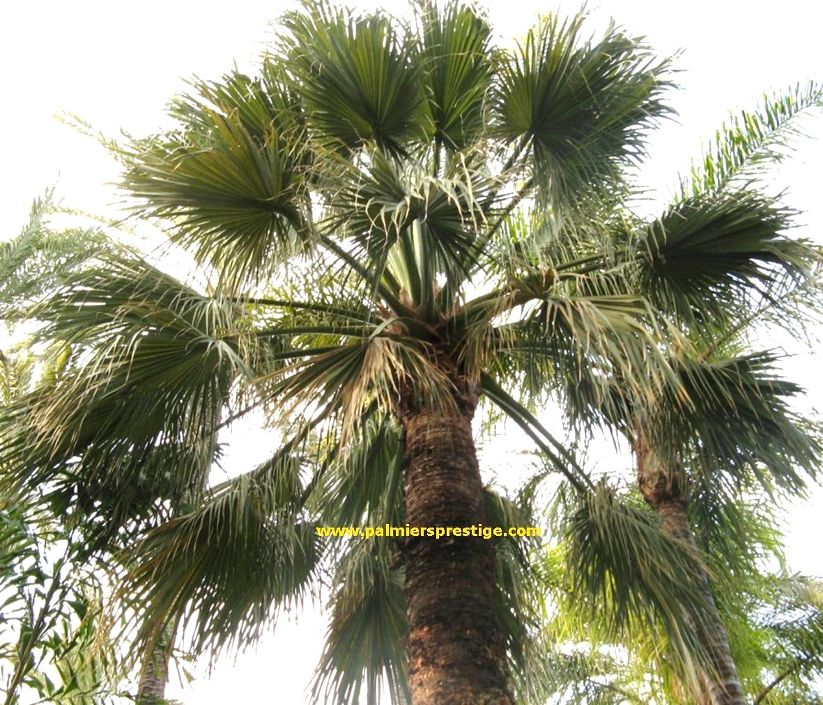 palmes Washingtonia filifera