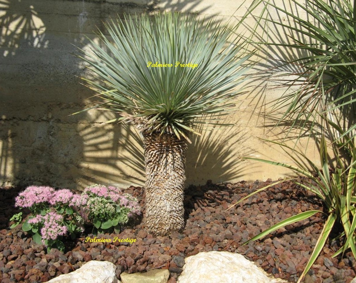 Réalisation aménagement Palmiers Prestige Yucca rostrata 1.10 m