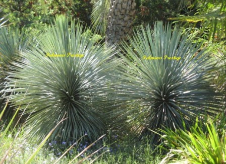 Yucca rostrata en boule non taillés