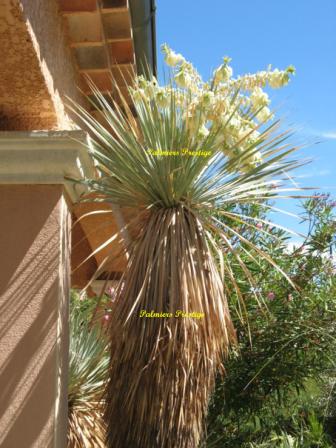 Yucca rostrata en floraison en vente