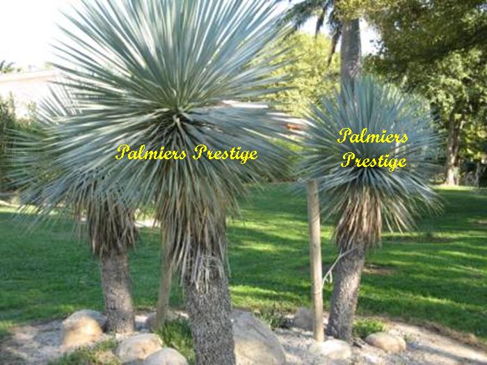 Yucca rostrata en pleine terre, cliquez pour le découvrir ...