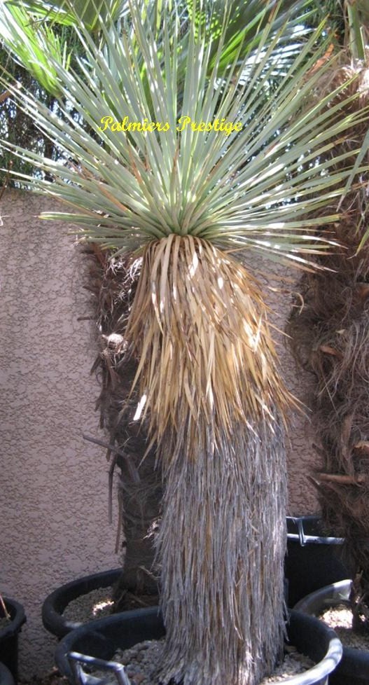 Yucca thompsoniana, cliquez pour en savoir plus ...